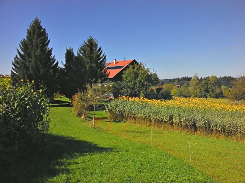 Die Topinambur Manufaktur in Heimenkirch